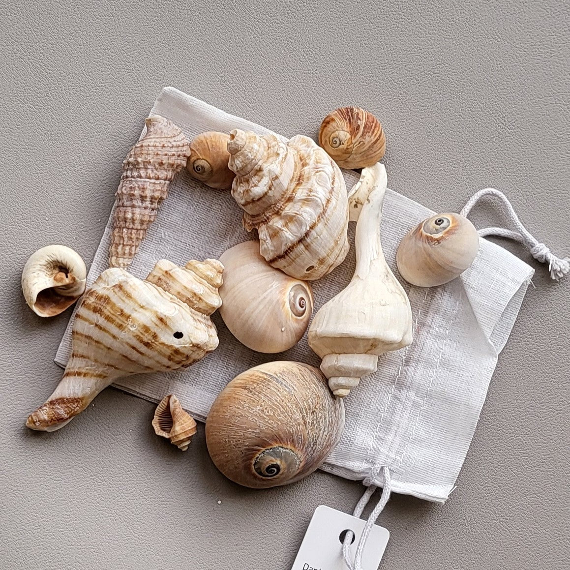 Deko Muscheln im Organdy Säckchen