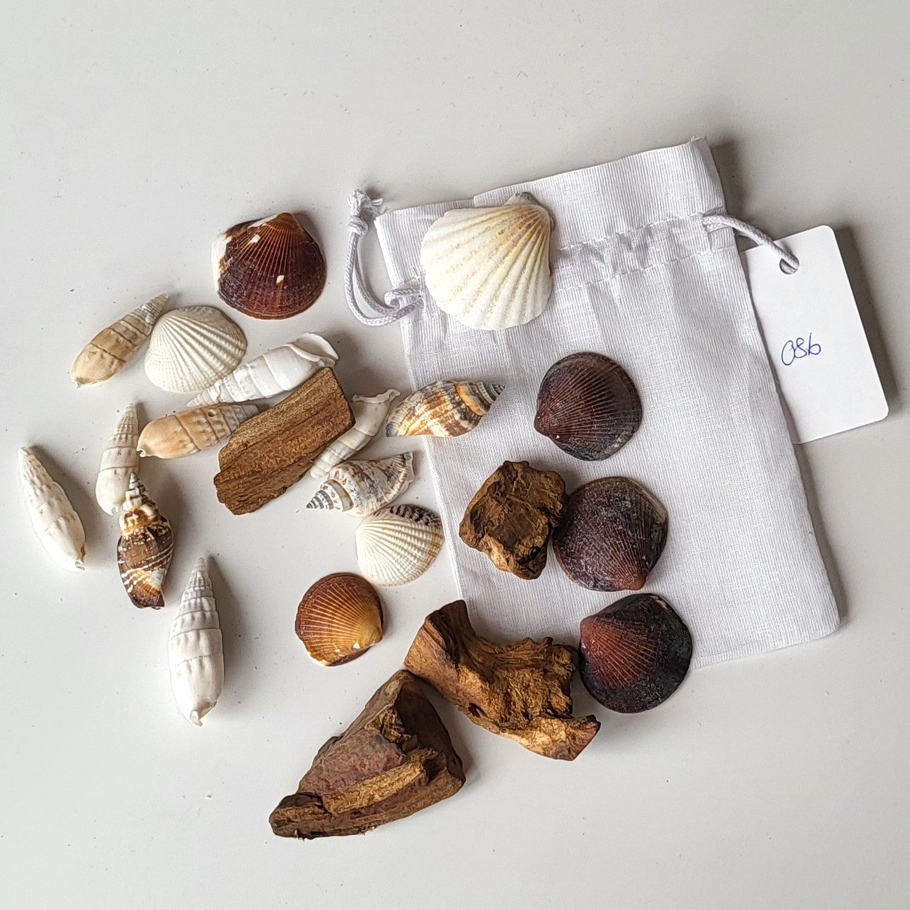 Deko Muscheln im Organdy Säckchen